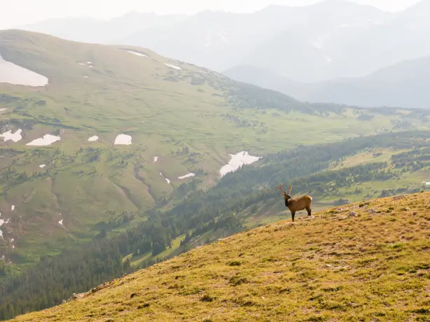 Wapitihirsch steht auf grasbewachsener Anhöhe im Rocky Mountain National Park