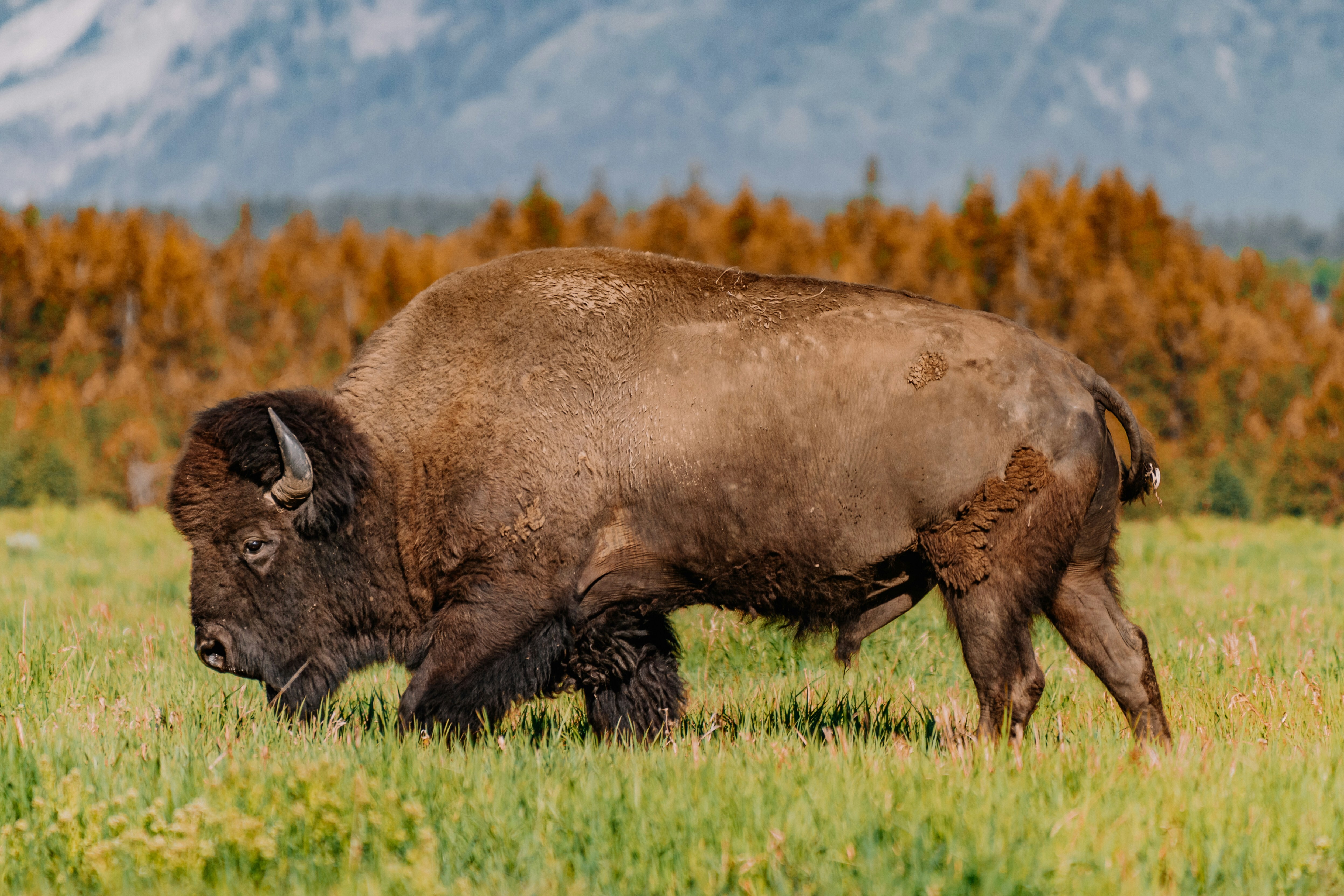 USA Wyoming Grand Teton Bison