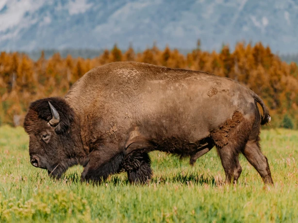 USA Wyoming Grand Teton Bison