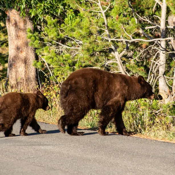Rsz usa wyoming grand teton national park bears
