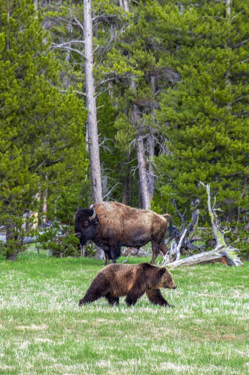 A bear and a bison cross paths in Yellowstone National Park