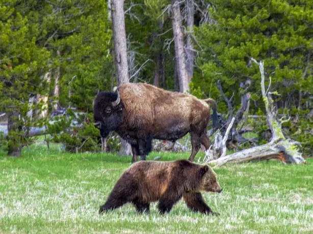 A bear and a bison cross paths in Yellowstone National Park