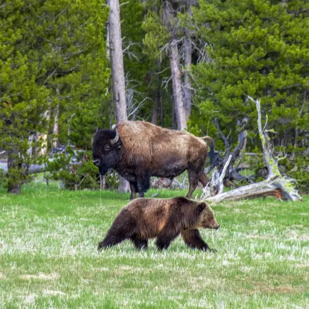 Een beer en een bizon kruisen elkaars pad in Yellowstone National Park