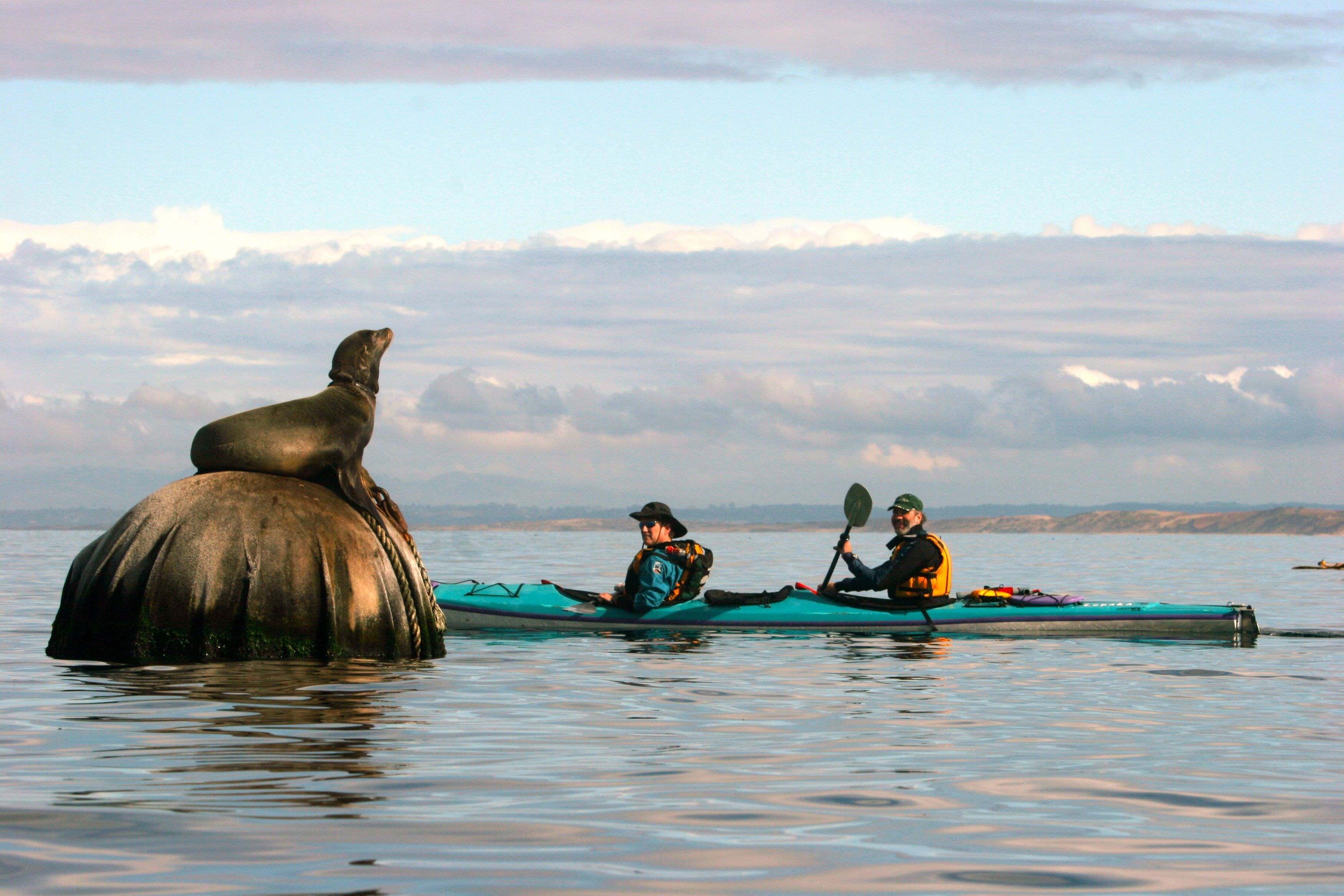 Two people in a double kayak paddle past a basking seal in Monterey, California