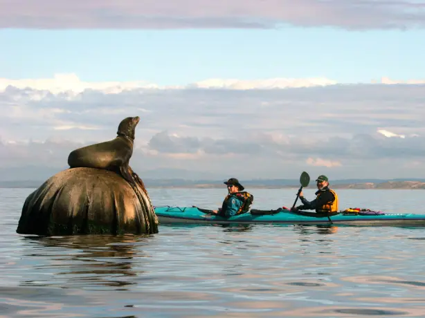 Two people in a double kayak paddle past a basking seal in Monterey, California