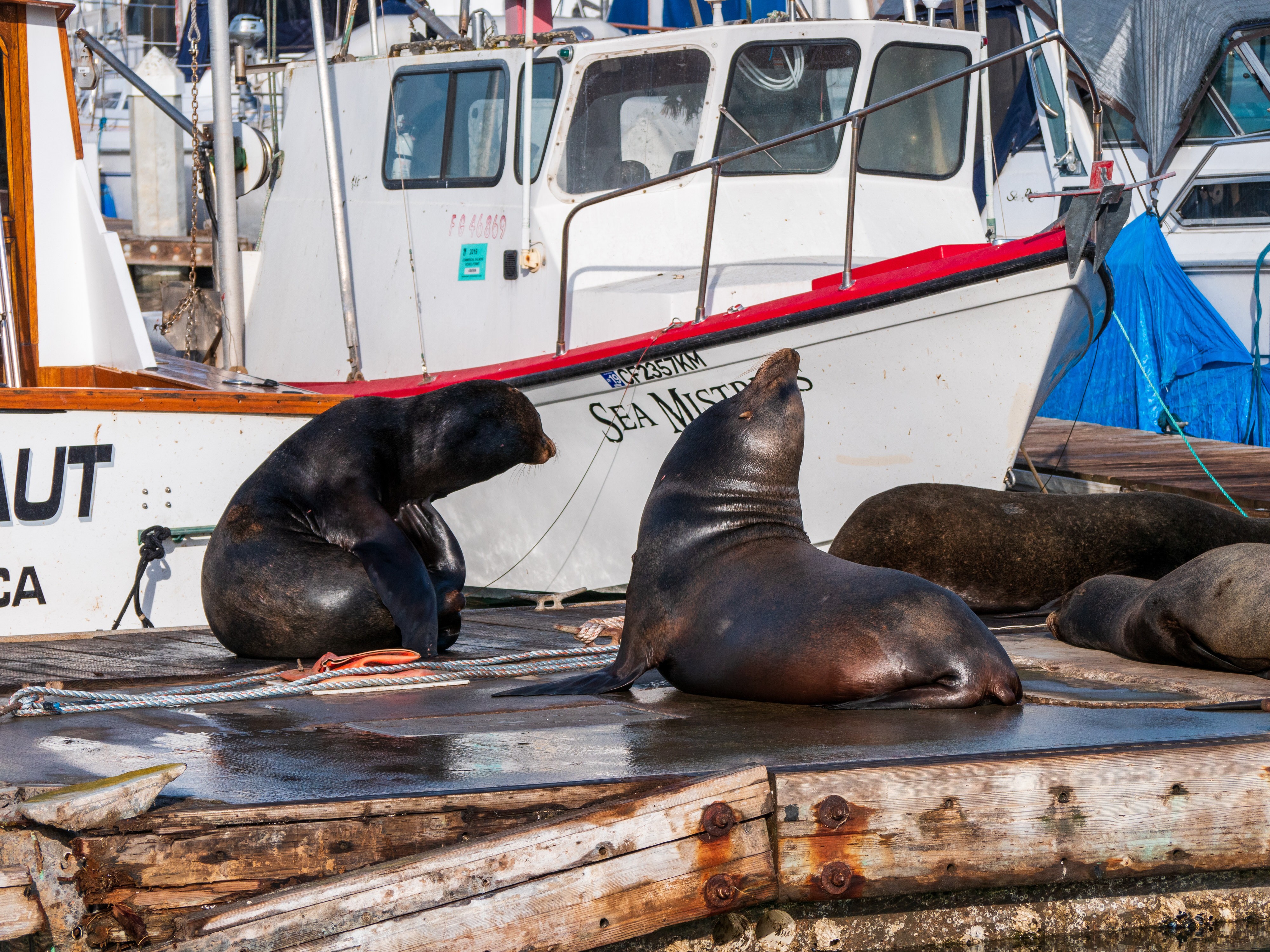 USA Kalifornien Monterey Bay Seehunde