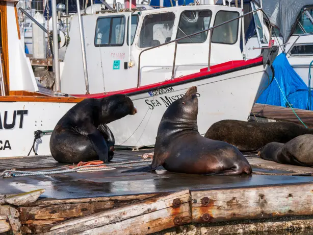 USA Kalifornien Monterey Bay Seehunde