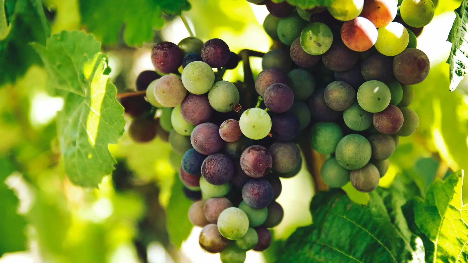 Grapes