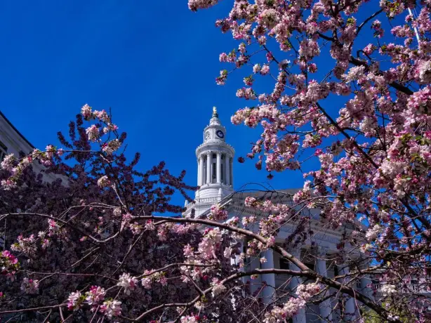 Spring blossom in front of a white building in Denver, Colorado
