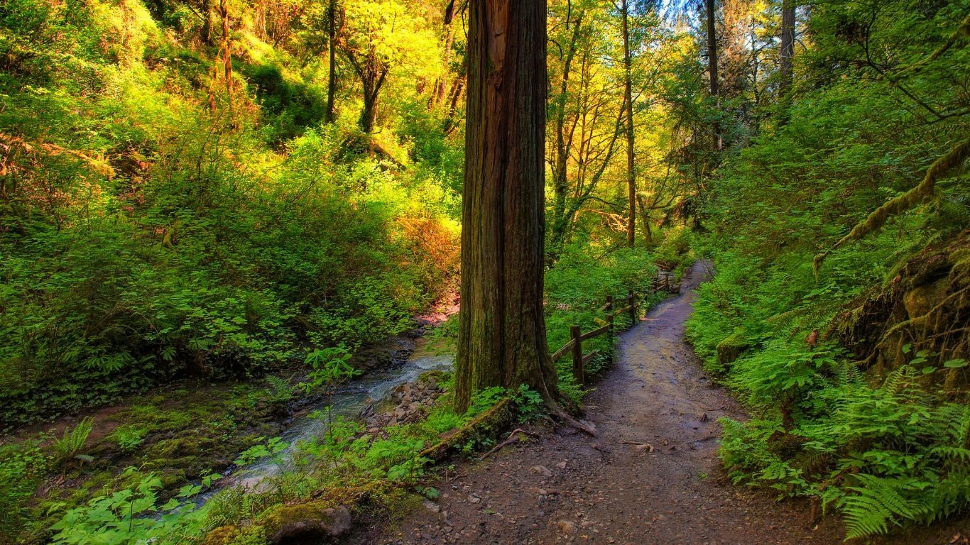 US Oregon Portland Forest Park hiking trail