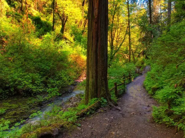 US Oregon Portland Forest Park hiking trail