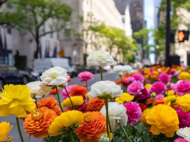 US New York City spring