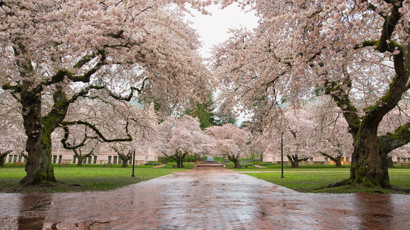 US Washington State Seattle city cherry bossoms