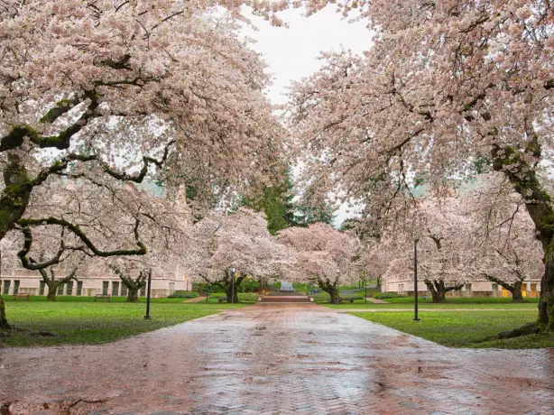 US Washington State Seattle city cherry bossoms