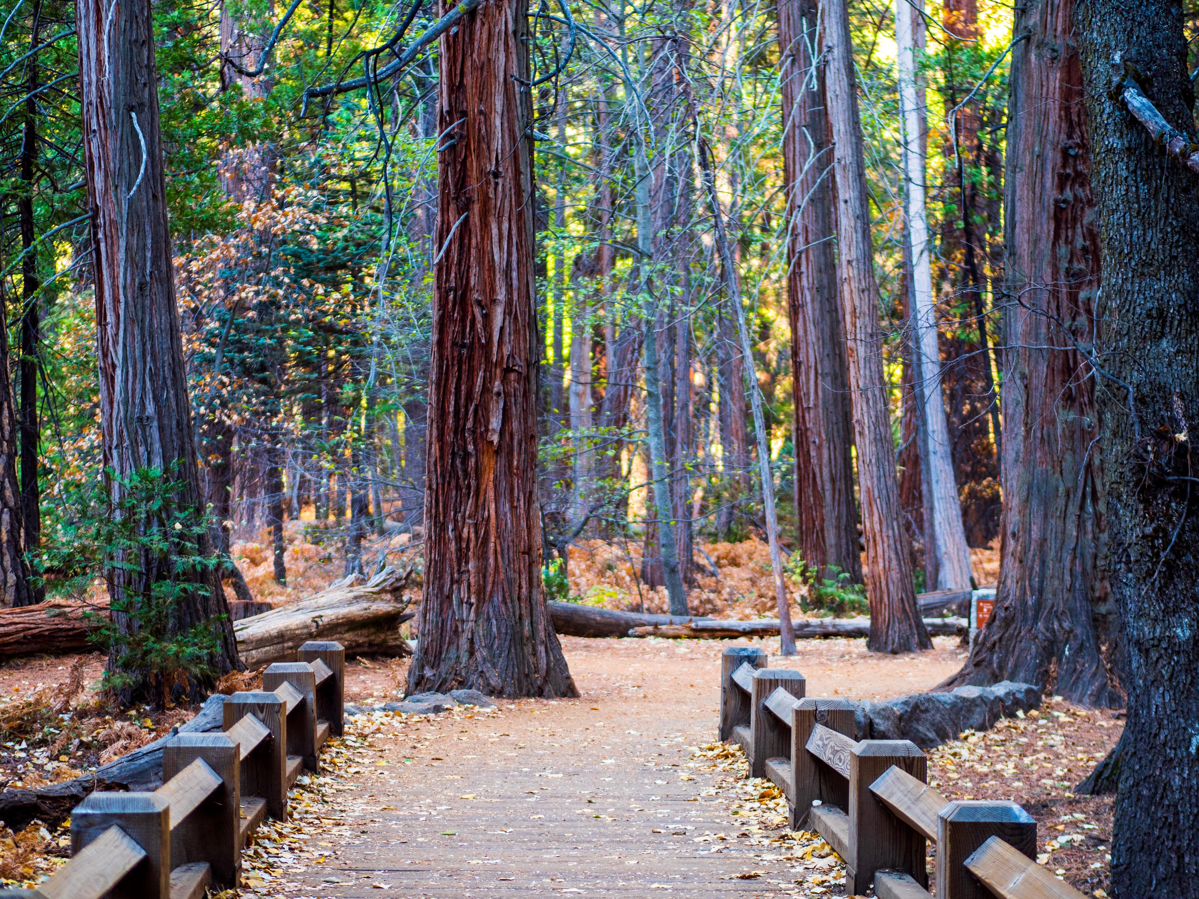 us-ca- Yosemite Scenery - tall redwoood trees