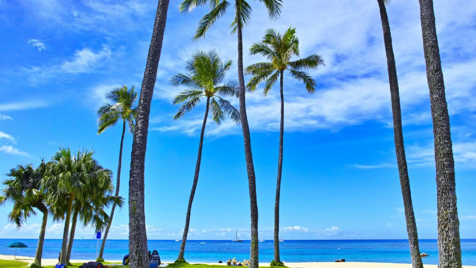 US Oahu Waikiki Beach palm trees