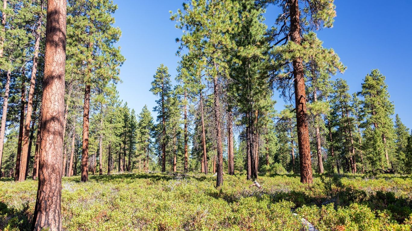 US Oregon Bend pine forest