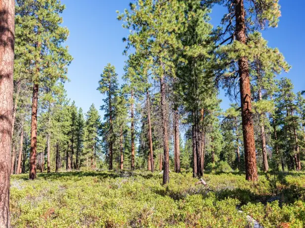 US Oregon Bend pine forest