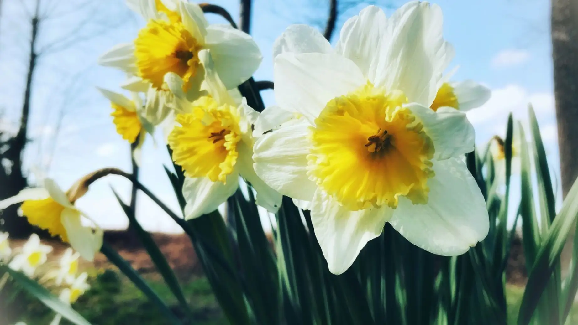US Oregon Mount Hood spring flowers
