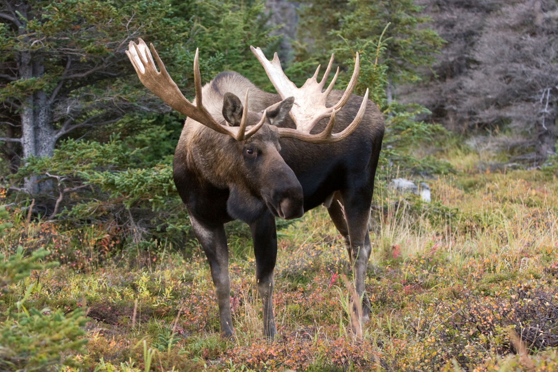 US Alaska Chugach National Forest moose