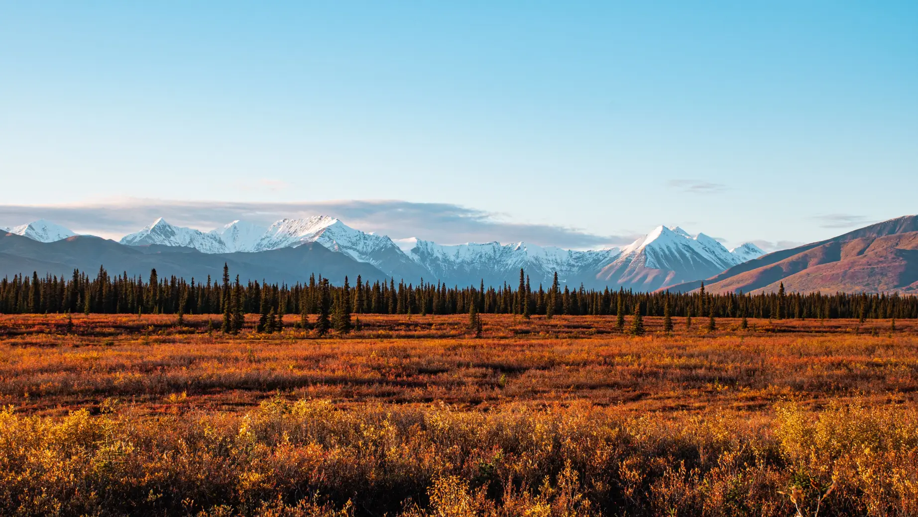 Alaska Denail National Park, snow covered mountain range behind a treeline in autumn