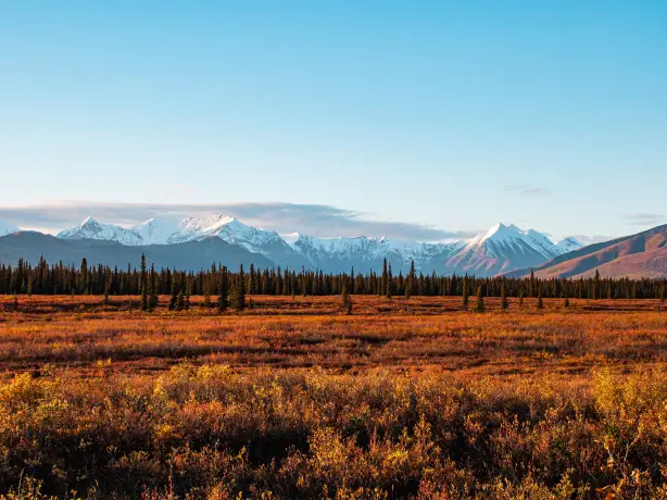 Alaska Denail National Park, snow covered mountain range behind a treeline in autumn
