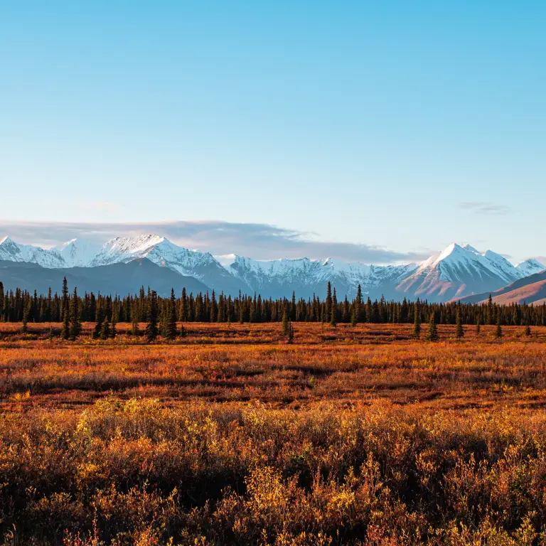 Alaska Denail National Park, snow covered mountain range behind a treeline in autumn