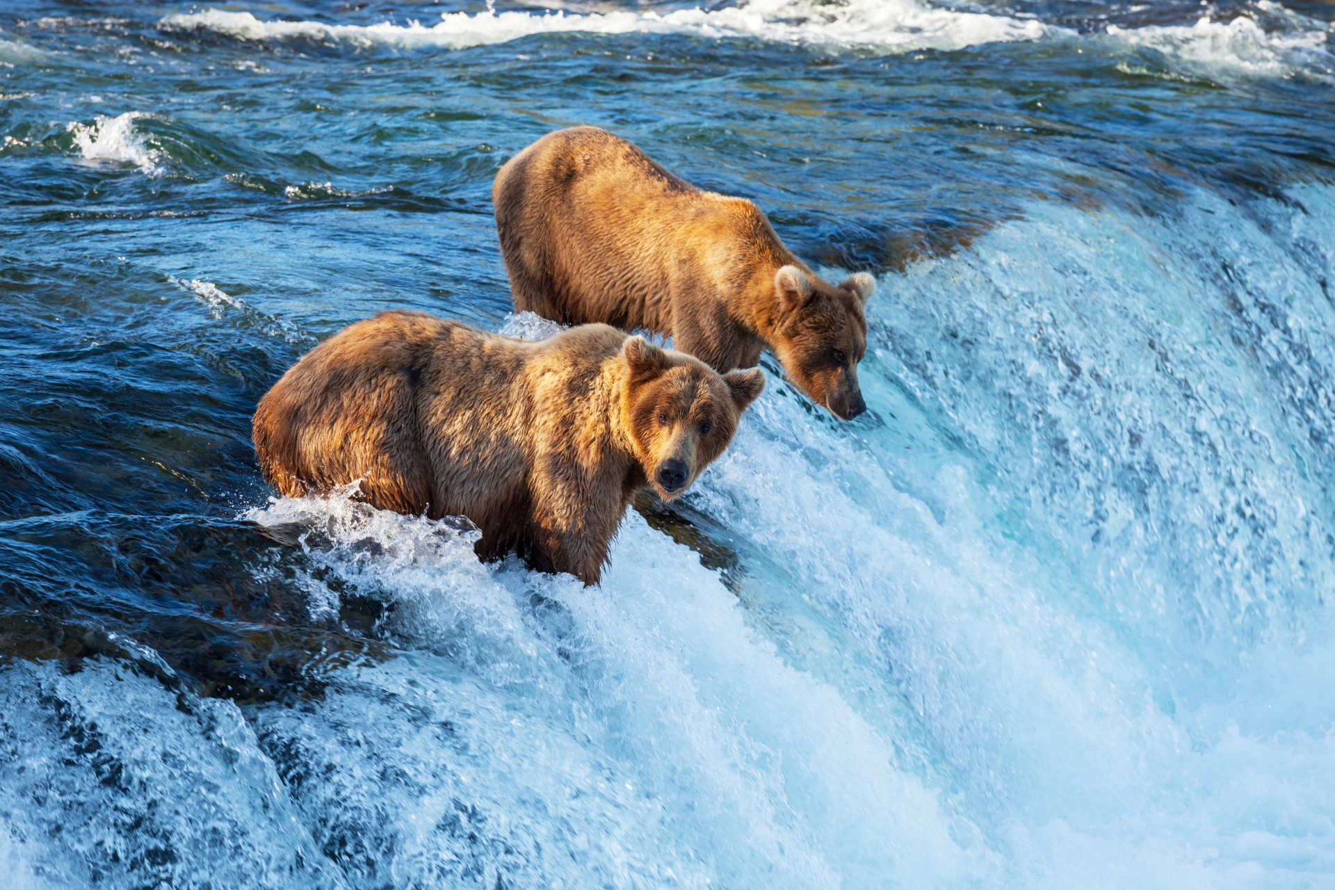 Zwei Bären beim Lachsfischen in Brooks Falls, Alaska