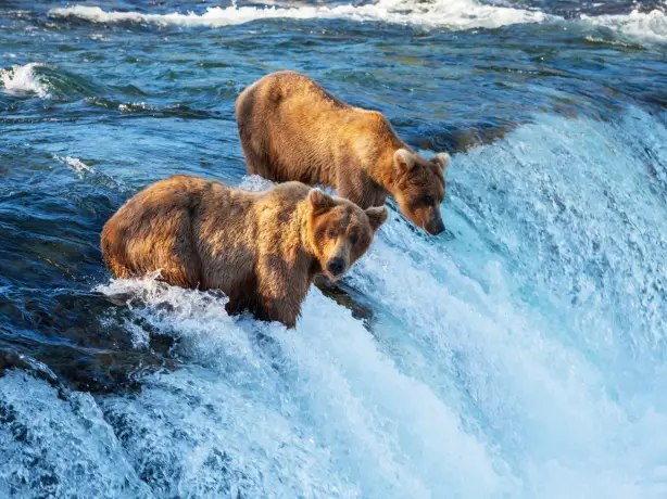 Zwei Bären beim Lachsfischen in Brooks Falls, Alaska