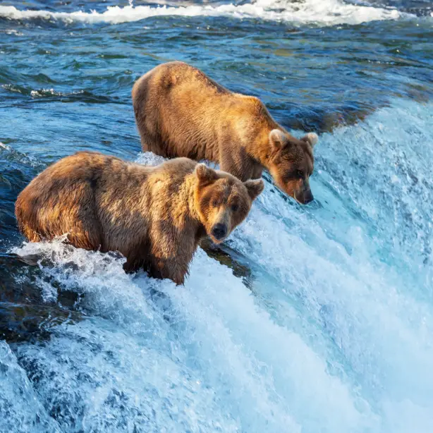 Two bears fishing for salmon in Brooks Falls, Alaska