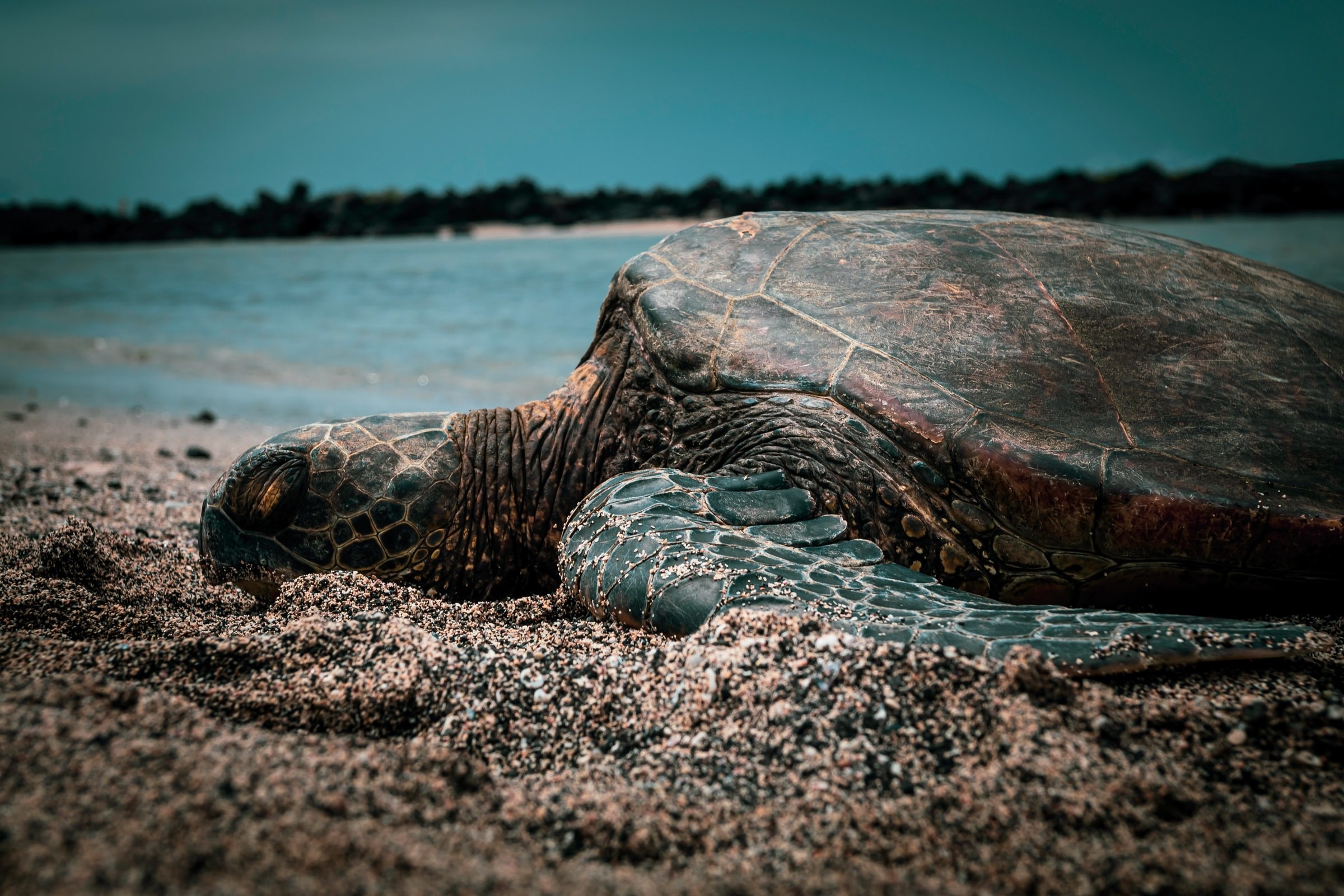 United states hawaii honalo turtle beach