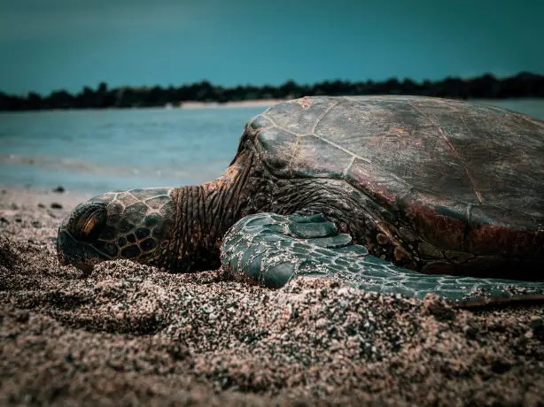 United states hawaii honalo turtle beach