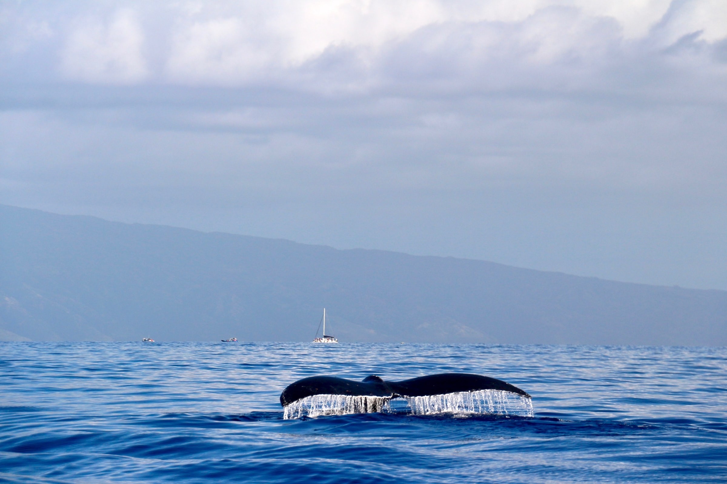 United states hawaii lahaina whale ocean