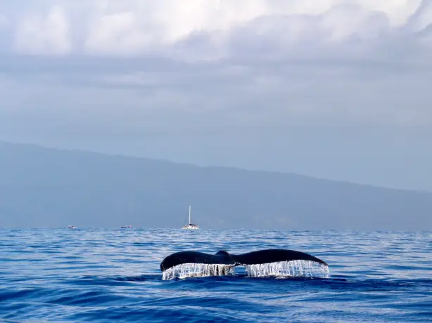 United states hawaii lahaina whale ocean