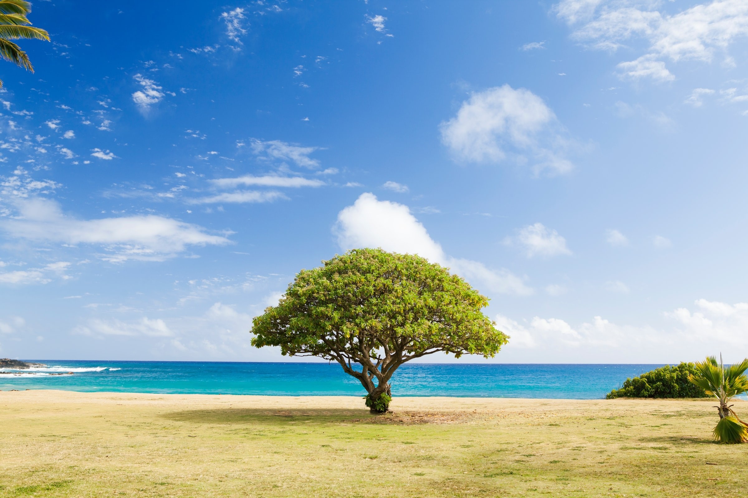 United states hawaii poipu tree ocean