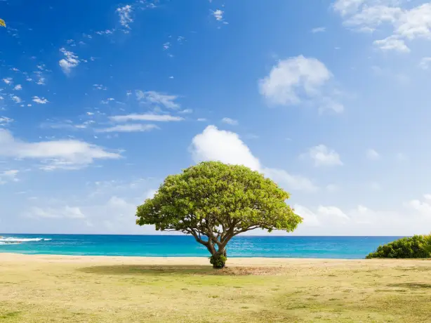 United states hawaii poipu tree ocean