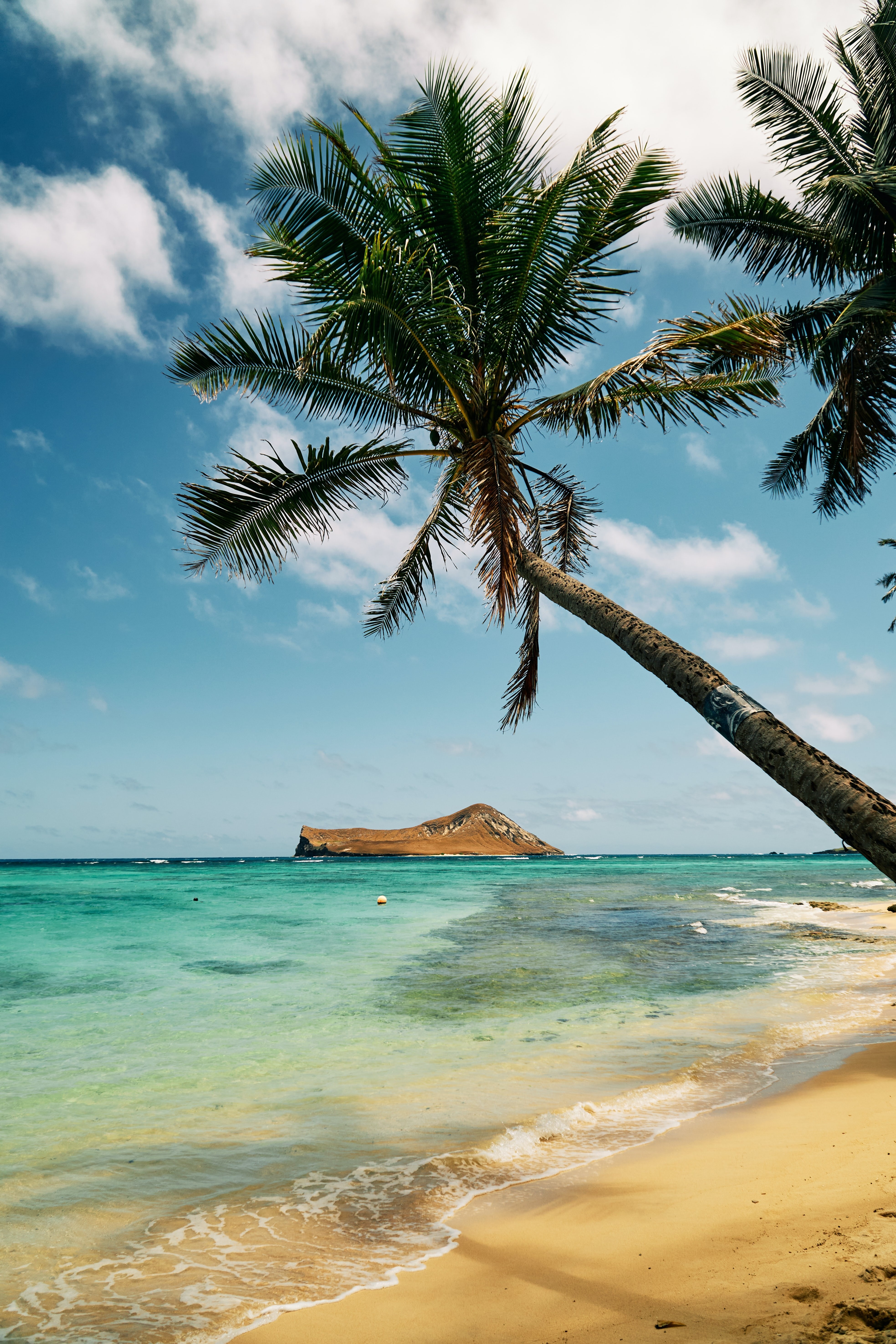 United states hawaii palm tree beach justin lam