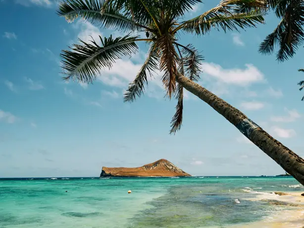 United states hawaii palm tree beach justin lam