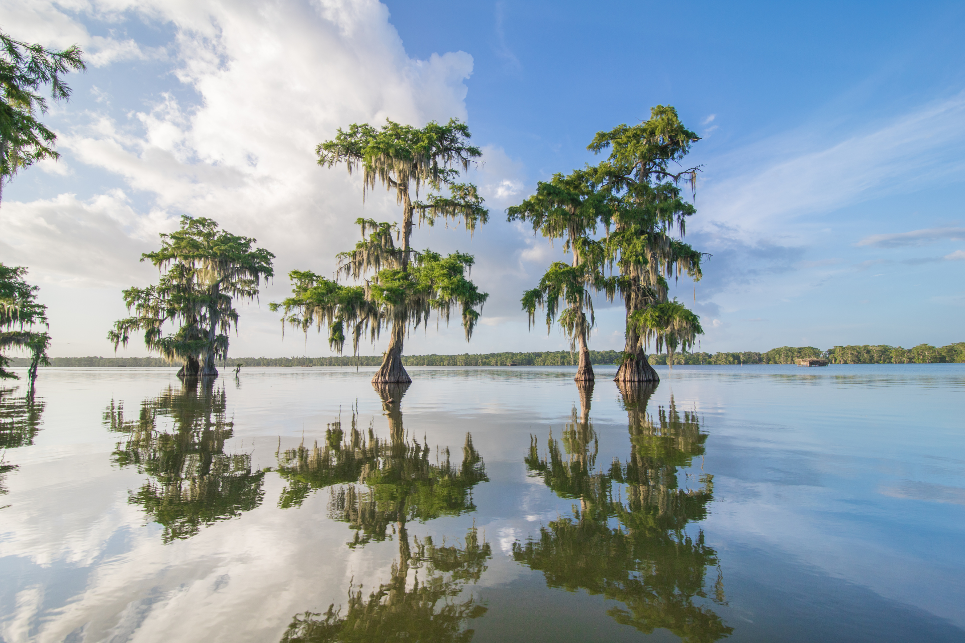 US Louisiana swamp