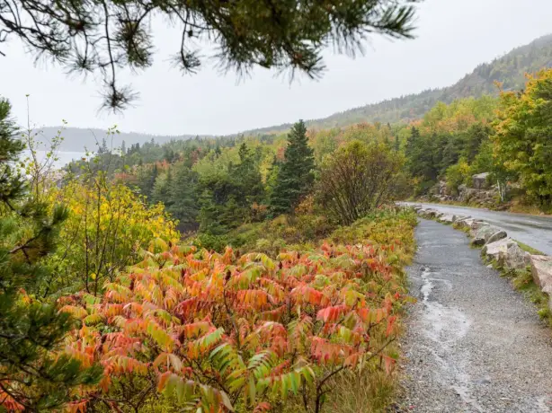 USA Acadia National Park park loop road