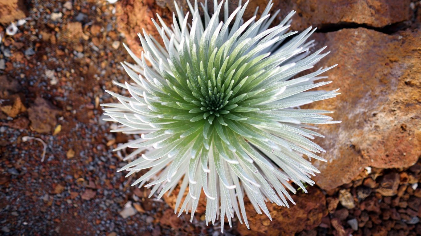 USA Hawaii Haleakala National Park silver sword plant