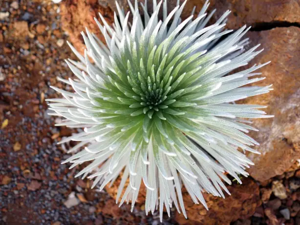 USA Hawaii Haleakala National Park silver sword plant