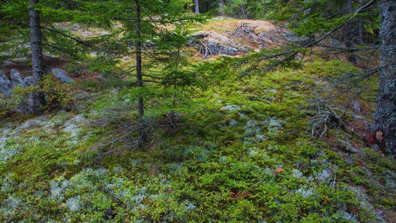 USA Maine Acadia National Park lush forest