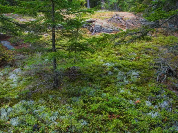 USA Maine Acadia National Park lush forest