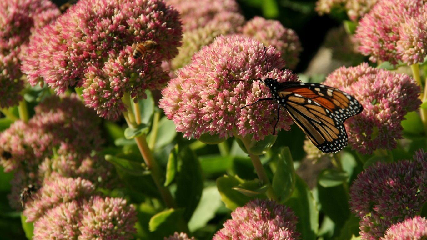 USA Maine Acadia National Park monarch butterfly on plants
