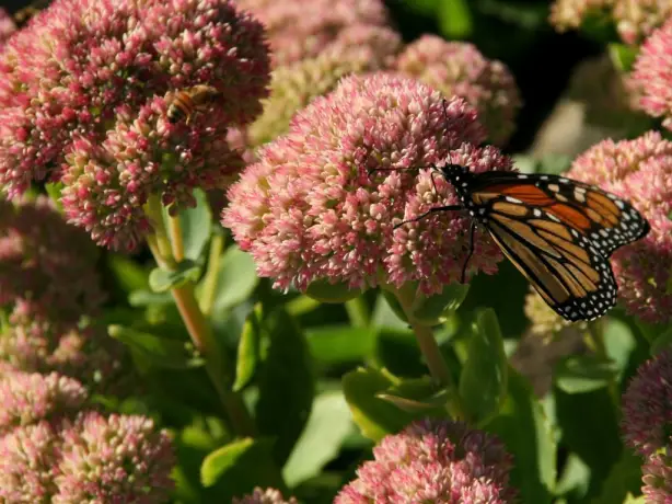 USA Maine Acadia National Park monarch butterfly on plants