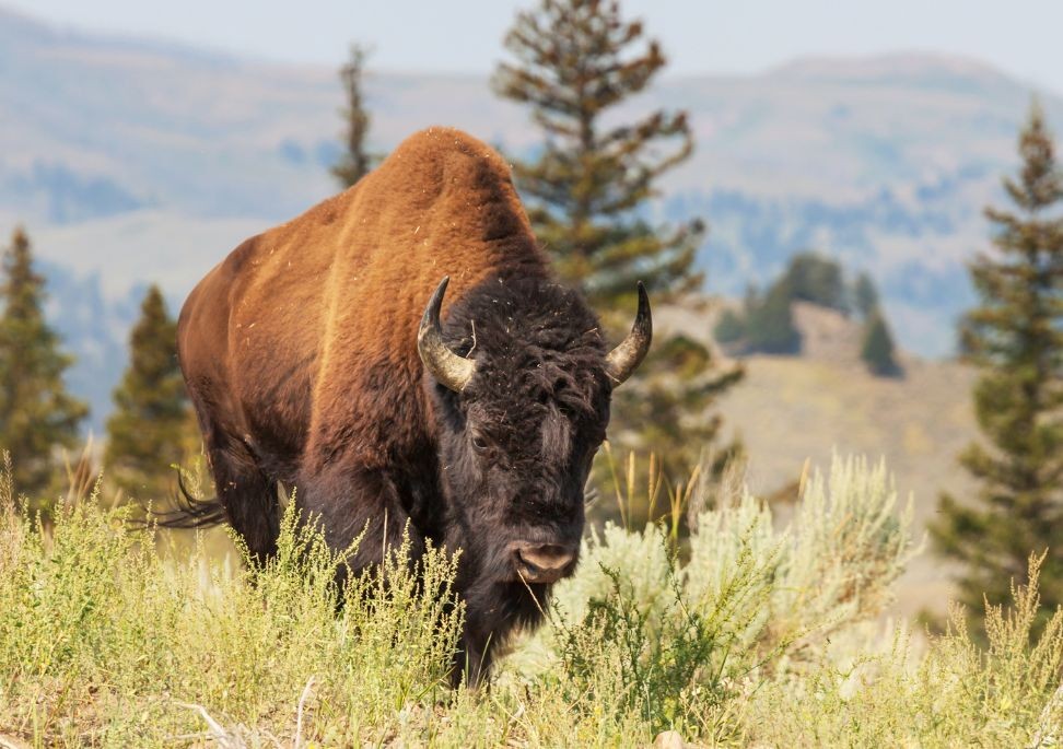Bison läuft durch Prärien der USA