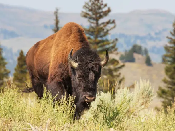 Bison läuft durch Prärien der USA