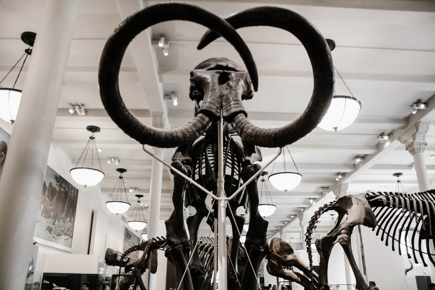 america-museum-dinosoar-mammoth