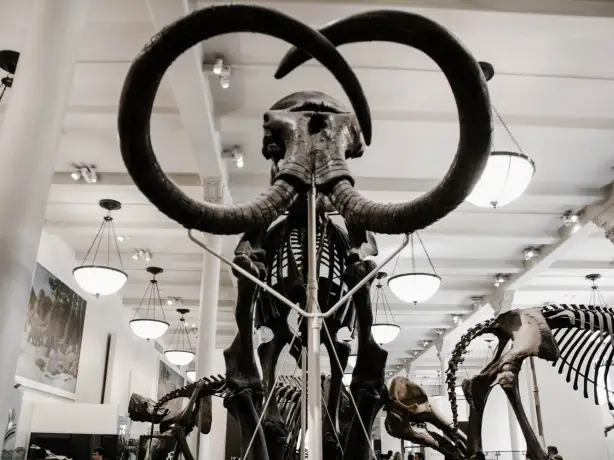 america-museum-dinosoar-mammoth